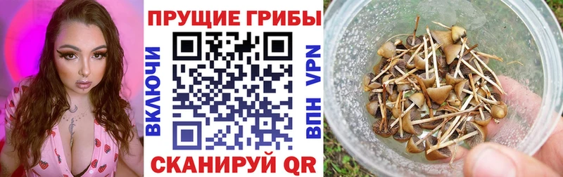 Галлюциногенные грибы прущие грибы  даркнет сайт  Ирбит 